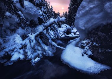 Mysterious Winter Forest