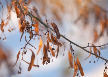 Winter impression