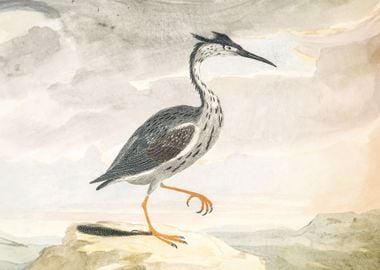 A Heron