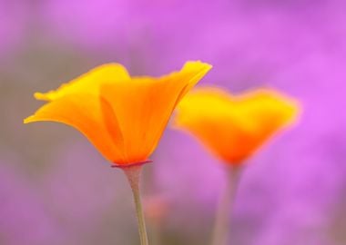 California Poppies