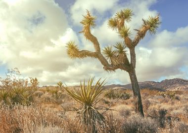 Joshua Tree