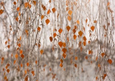 Autumn impression