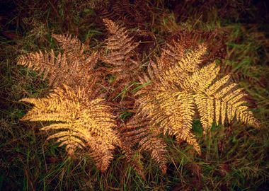 Autumn Fern