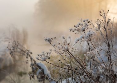 Frosty morning