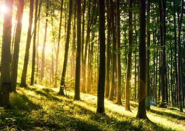 Fresh green forest