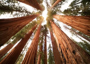 Lowangle view of trees