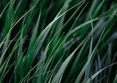 Green grass with raindrops