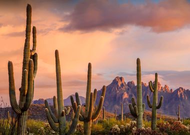 Ironwood National Monument