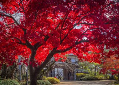 Red maple tree japan