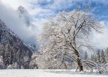 Snowy Oak