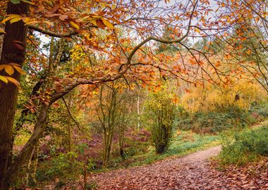 Nature in Autumn