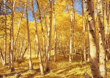 Golden Forest