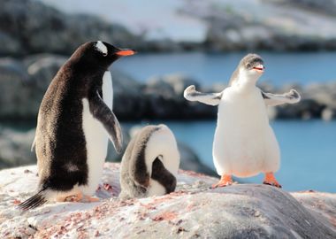 Dancing Penguin