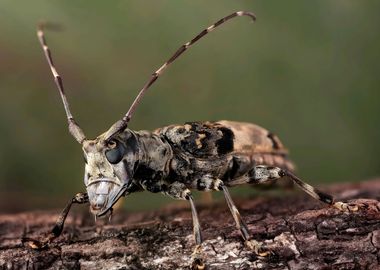 Flat Head Longhorn