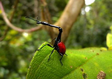 Giraffe Weevil