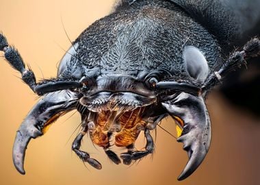 Devils Coach Horse Beetle