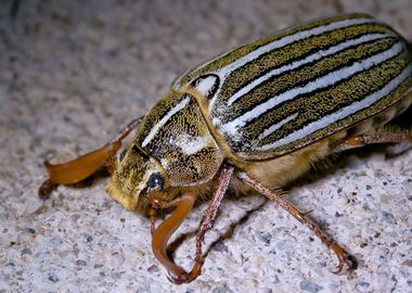 June Beetle