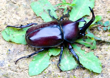 Japanese Rhinoceros Beetle