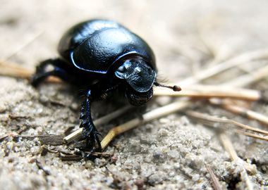 Anoplotrupes Stercorosus