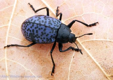 Cypherotylus Californicus