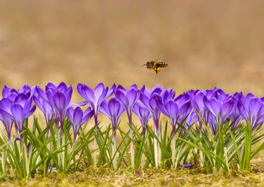 Crocus Flower