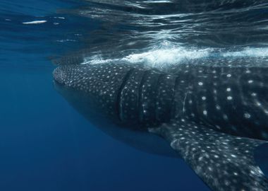 Elegance Of A Whale Shark