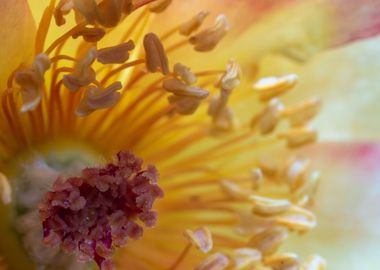 Rose pollens and petals