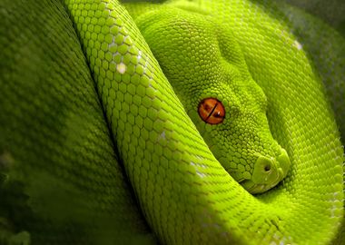 Green Sanca Snake