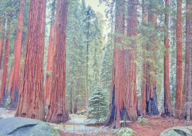 Sequoia Forest