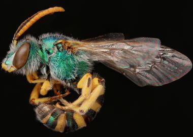 Metallic Sweat Bee Photo