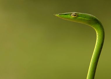 Green Whip Snake