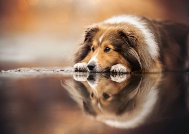 Shetland Sheepdog Sheltie 