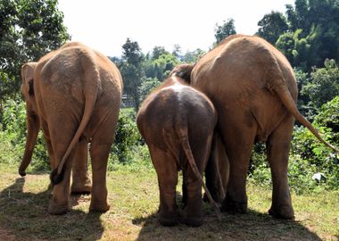 Elephant in Chiang Mai