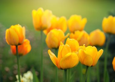 Yellow tupilan flowers