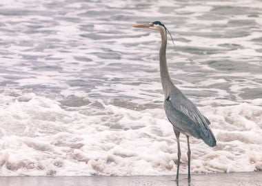 Blue Heron 