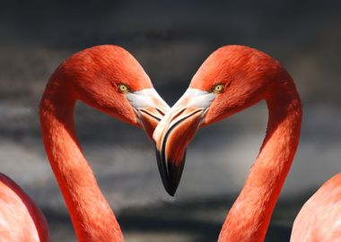 Flamingo Love