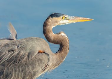 Blue Heron