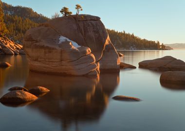 Bonsai Rock