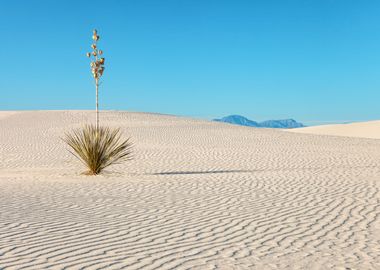 Lone Yucca