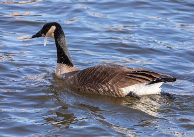 Goose in winter