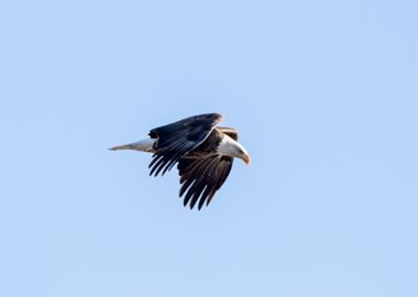 Bald eagle in flight