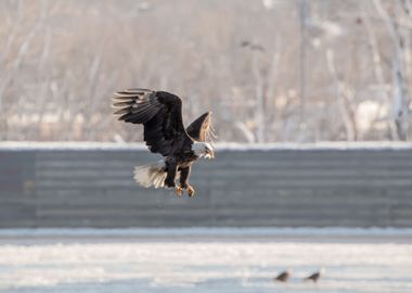 Eagle eating a fish