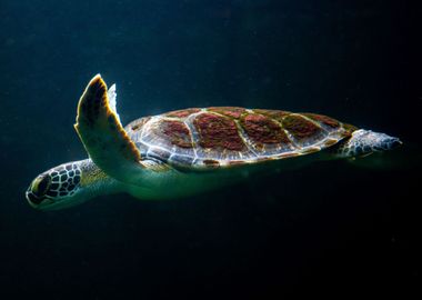 Sea Turtle Animal