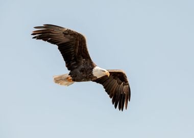 Bald eagle in the sky