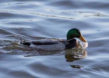 Mallard with fish