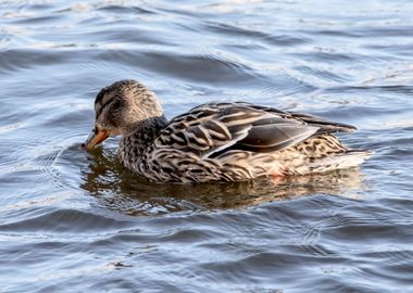 Female mallard feeding