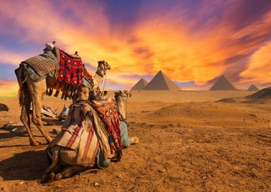 Giza Pyramids and Camels