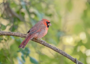 Back of Northern cardinal 