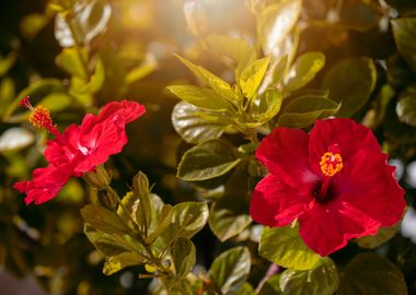 Red flowers garden Spain