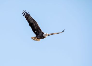 American eagle in flight